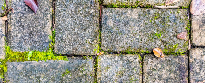 how to stop your patio from going green