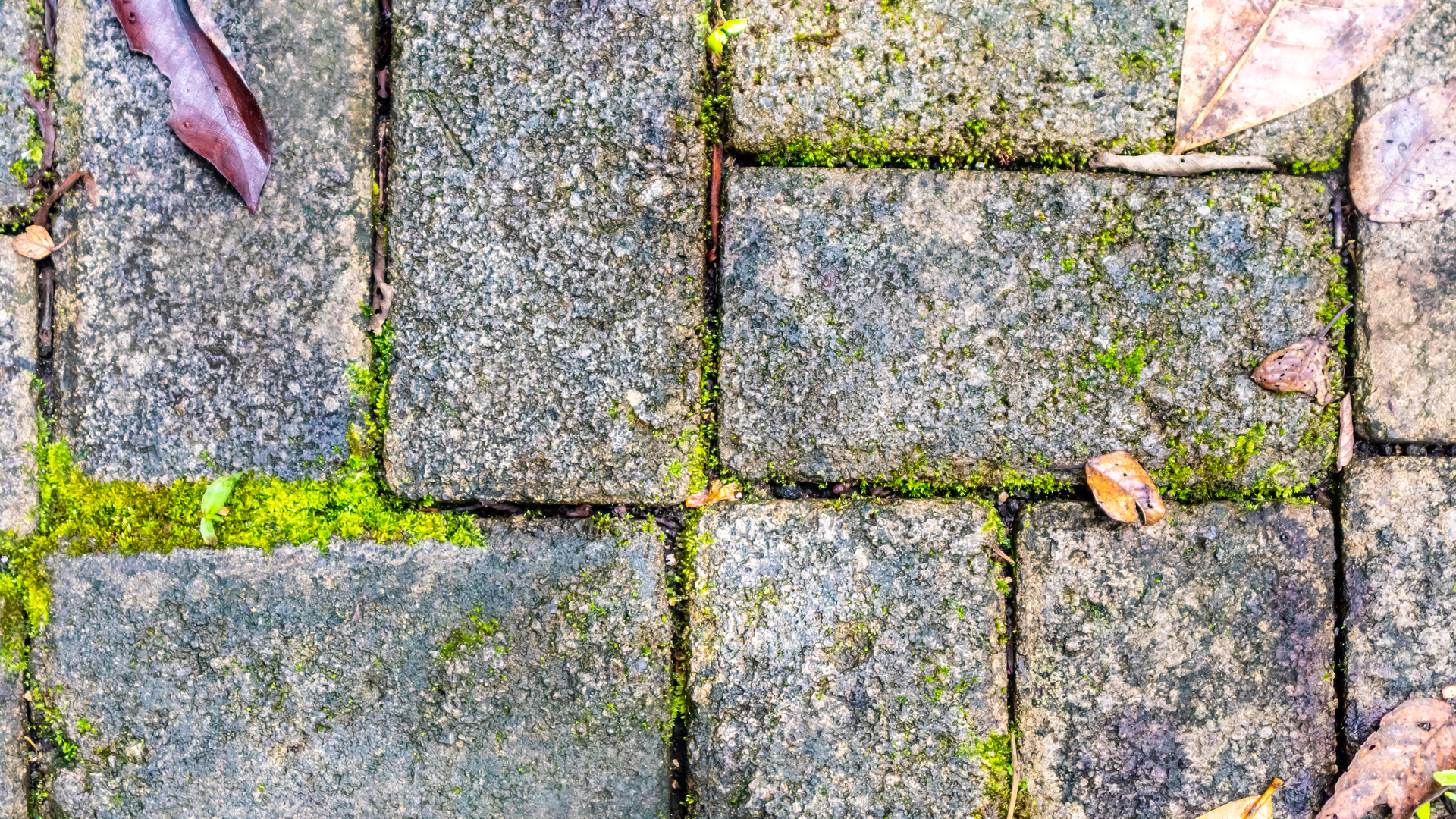 how to stop your patio from going green